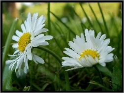 Biała, Kwiat, Stokrotka